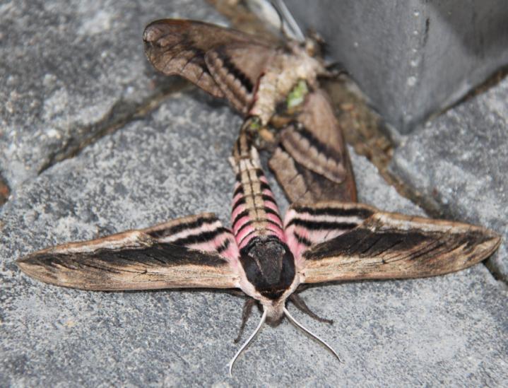 Ligusterschwärmer (Sphinx ligustri) am 24.06.2011 in Veert Ligusterschwärmer (Sphinx ligustri) am 24.06.2011 in Veert