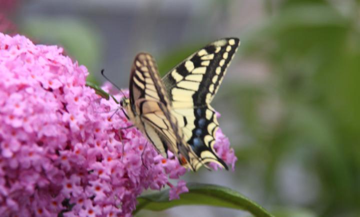 Schwalbenschwanz (Papilio machaon) am 09.07.2011 in Veert Schwalbenschwanz (Papilio machaon) am 09.07.2011 in Veert