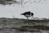 25.01.2012: Goting, Austernfischer (Haematopus ostralegus) 25.01.2012: Goting, Austernfischer (Haematopus ostralegus)