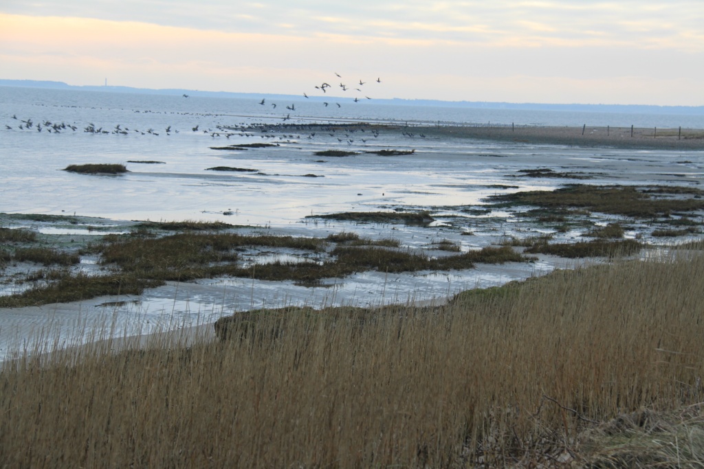25.01.2012: Witsum, Blick Richtung Sandanker Vogelschutzgebiet