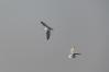06.02.2012: Witsum, zwei Knutts (Calidris canutus) im Tiefflug 06.02.2012: Witsum, zwei Knutts (Calidris canutus) im Tiefflug
