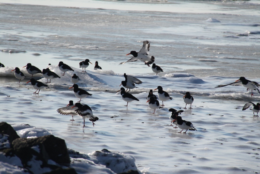 07.02.2012: Utersum, Austernfischer (Haematopus ostralegus) auf dem Eis