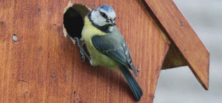 Blaumeise (Cyanistes caeruleus, Syn. Parus caeruleus) am 20.05.2012 in unserem Garten hat Nachwuchs Blaumeise (Cyanistes caeruleus, Syn. Parus caeruleus) am 20.05.2012 in unserem Garten hat Nachwuchs