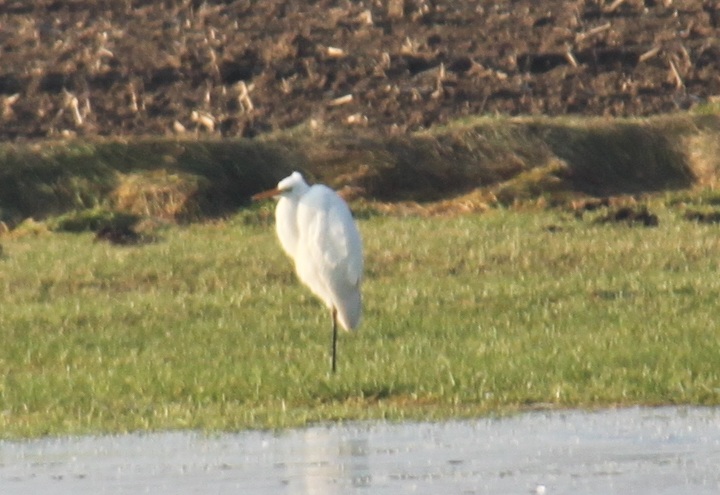 Silberreiher (Casmerodius albus, Syn.: Ardea alba) am 29.01.2011 in Veert