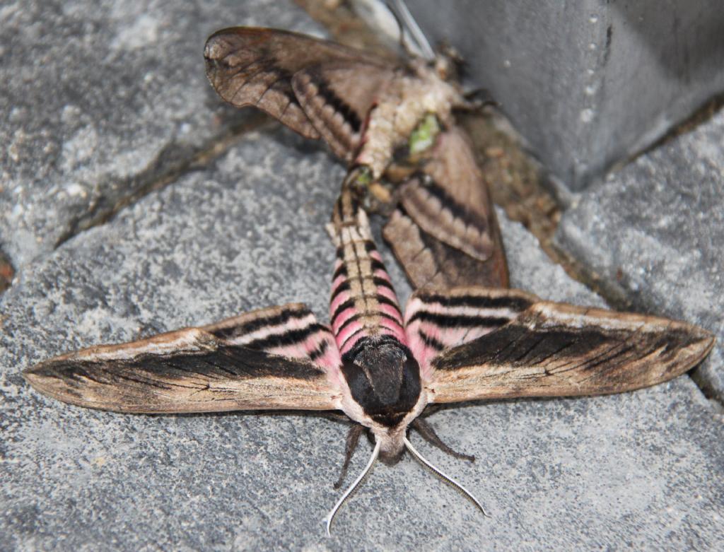 Ligusterschwärmer (Sphinx ligustri) am 24.06.2011 in Veert Ligusterschwärmer (Sphinx ligustri) am 24.06.2011 in Veert