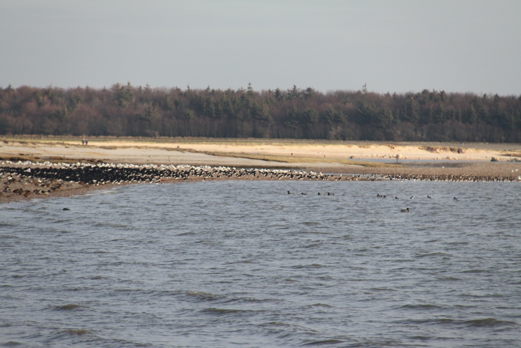 24.01.2012: Witsum, Blick Richtung Vogelschutzgebiet (Goting)