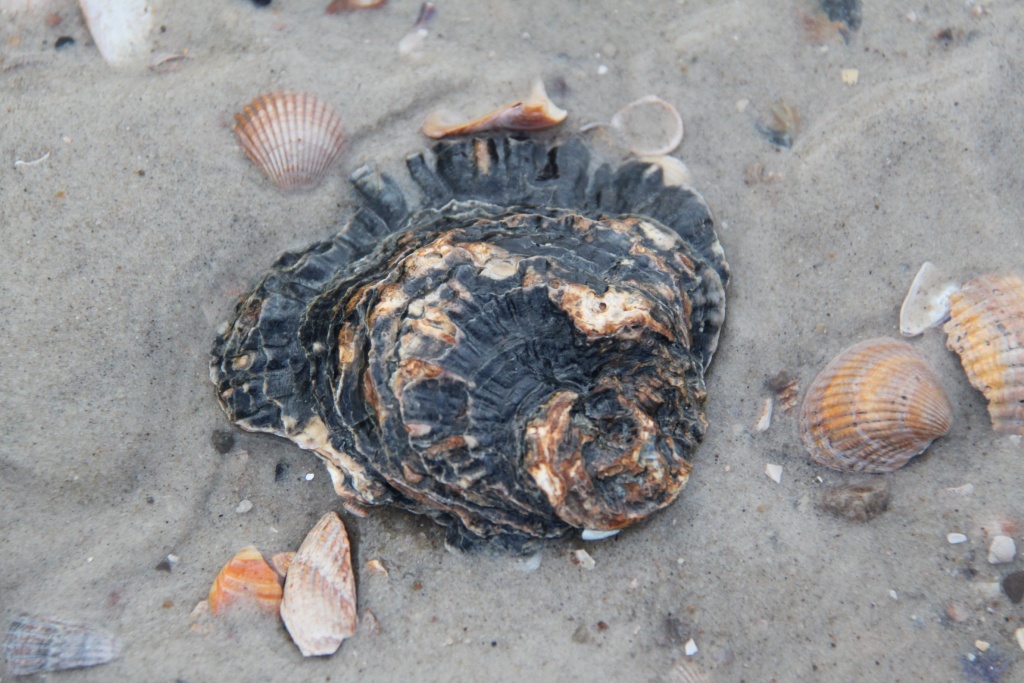 25.01.2012: Goting, Strand - Europäische Auster (Ostrea edulis)