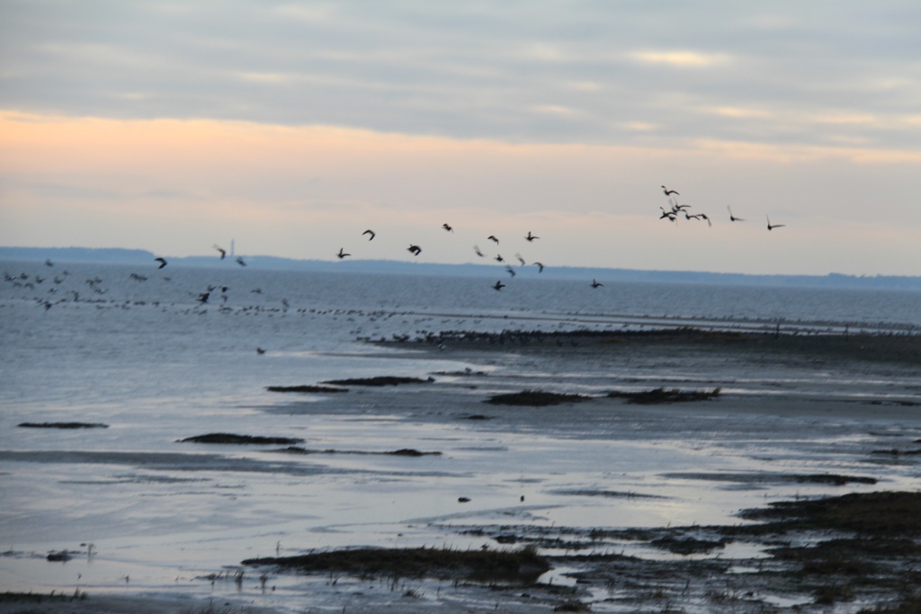 25.01.2012: Witsum, Blick Richtung Sandanker Vogelschutzgebiet