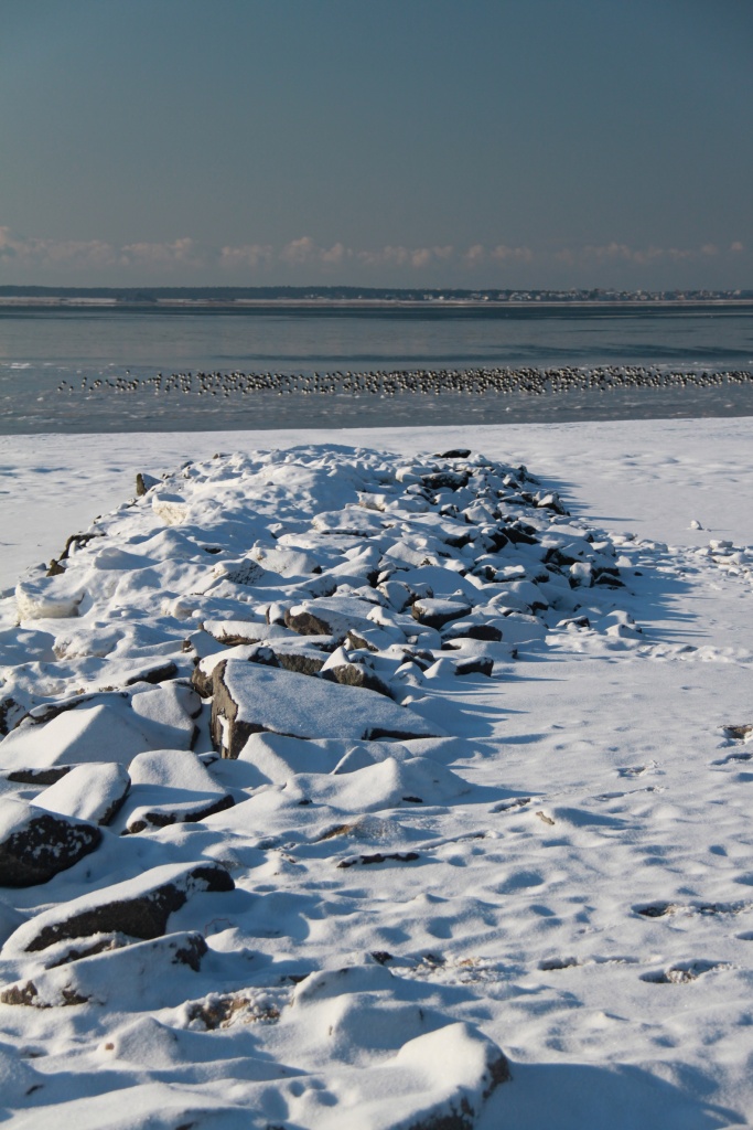 03.02.2012: Utersum, Austernfischer (Haematopus ostralegus) auf dem Eis