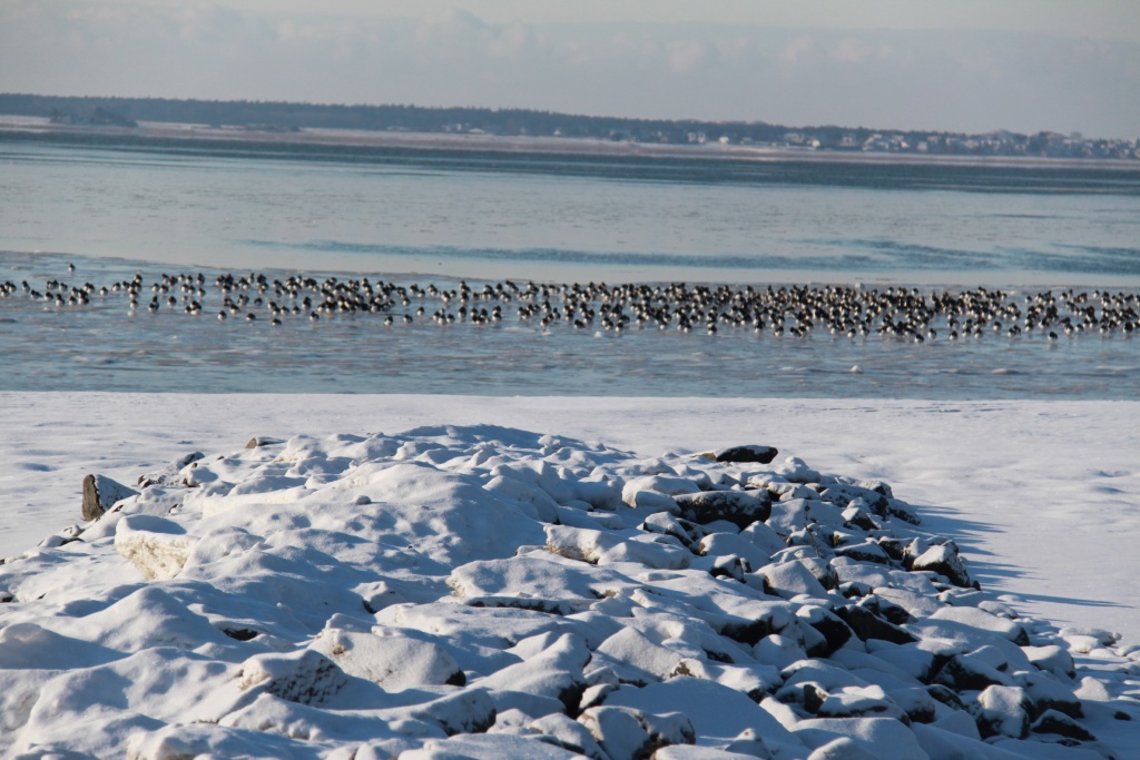 03.02.2012: Utersum, Austernfischer (Haematopus ostralegus) auf dem Eis