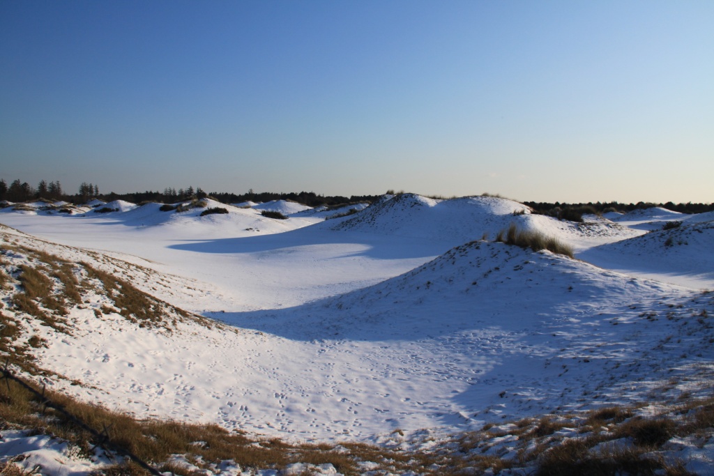 03.02.2012: Wyk, Dünen am Nordrand des Golfplatzes