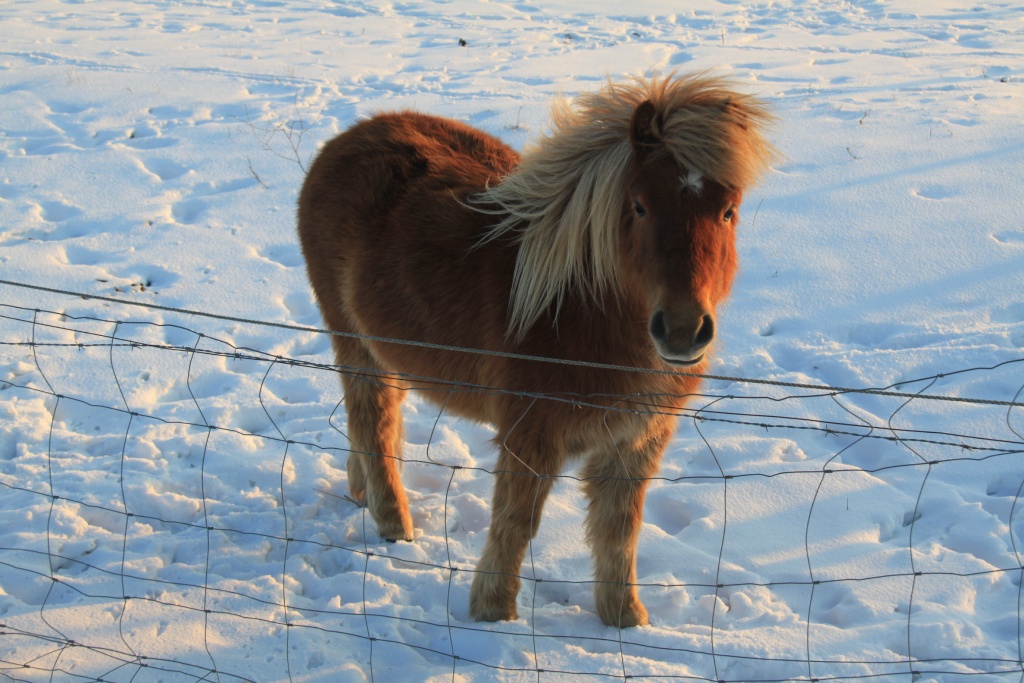 03.02.2012: Witsum, Pony