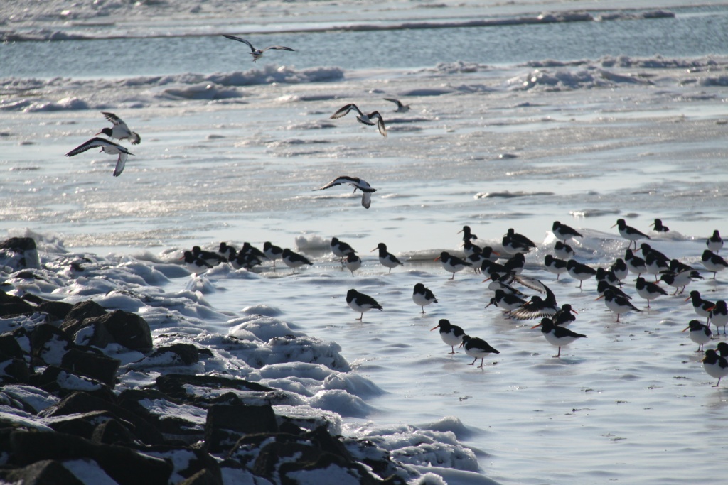 07.02.2012: Utersum, Austernfischer (Haematopus ostralegus) auf dem Eis