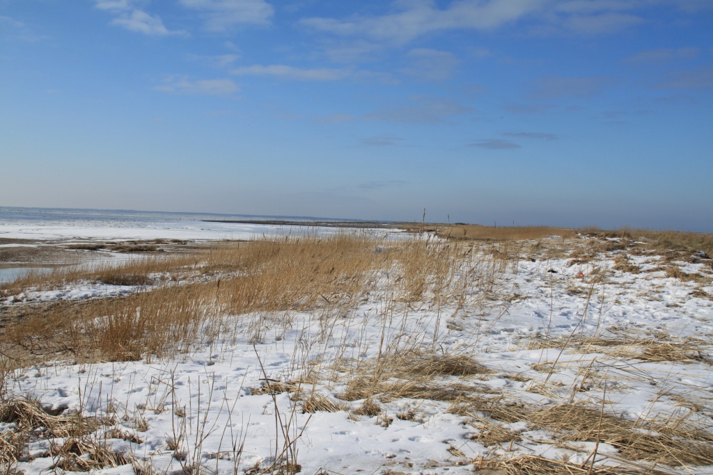 10.02.2012: Witsum, Sandanker Vogelschutzgebiet