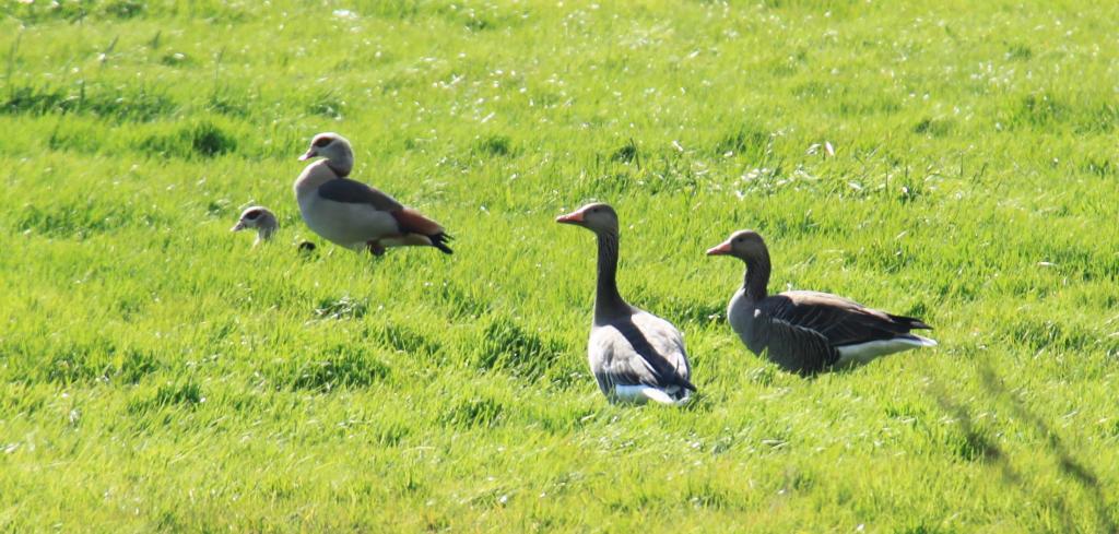 Nilgänse (Alopochen aegyptiacus) und Graugänse (Anser anser) am 22.04.2012 in Veert Nilgänse (Alopochen aegyptiacus) und Graugänse (Anser anser) am 22.04.2012 in Veert