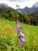 IMG_0687 IMG_0687
